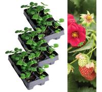 Carbeth Plants Strawberry Ruby Ann Fruit Plant 3 X 6 Pack - Garden Fruit Plants