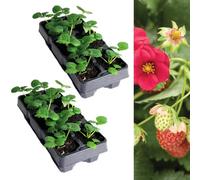 Carbeth Plants Strawberry Ruby Ann Fruit Plants 2 X 6 Pack - Fragaria Hardy Perennials - Sweetly Flavoured Fruit Outdoor Garden Ready To Plants