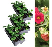 Carbeth Plants Strawberry Ruby Ann Fruit Plants 3 X 6 Pack - Fragaria Hardy Perennials - Sweetly Flavoured Fruit Outdoor Garden Ready To Plants