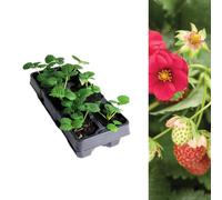 Carbeth Plants Strawberry Ruby Ann Fruit Plants 6 Pack - Fragaria Hardy Perennials - Sweetly Flavoured Fruit Outdoor Garden Ready To Plants