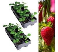 Carbeth Plants Strawberry Summer Breeze Fruit Plant 2 X 6 Pack - Garden Fruiting Plants