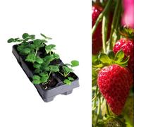 Carbeth Plants Strawberry Summer Breeze Fruit Plant 6 Pack - Garden Fruiting Plants