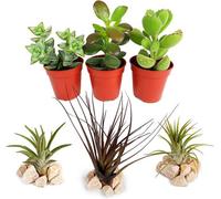 Carbeth Plants Succulent And Air Plant Mix - 3 Air Plants - 3 Succulents For Beginners