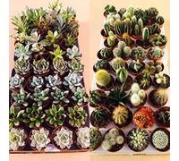 Carbeth Plants Succulent And Cactus Plant Mix - 20 Plants - 10 Succulent Plants - 10 Cactus Plants - In 5.5Cm Pots