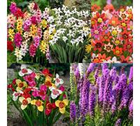 Carbeth Plants Summer Bulb Colour Festival 100 X Mix - Multi Summer Flowering Herbaceous Perennials - Grow In Beds, Borders And Patio Pots