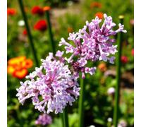 Carbeth Plants Syringa Flowerfesta Palibin In 9Cm Pot - Dwarf Korean Scented Lilac Bush