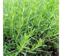 Carbeth Plants Tarrogan Herb Plant In 14Cm Pot - Ideal For Garden, Patio & Kitchen