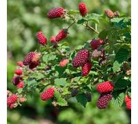 Carbeth Plants Tayberry Buckingham Fruit Plant In 9Cm Pot - Raspberry & Blackberry Hybrid Fruit - Heavy Cropping