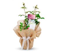 Carbeth Plants Thank You Rose Bush in 3L Pot - Gift Wrapped