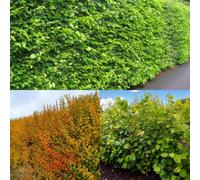 Carbeth Plants Thorn Free 20 X Bare Root Hedging Mix - Safe Native Hedge For Family Gardens & Pets
