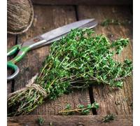 Carbeth Plants Thyme Herb Plant In 25Cm Pot - Fresh Culinary Herbs For Garden, Patio & Kitchen