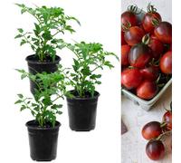 Carbeth Plants Tomato Plant Black Moon 3 X 9Cm Pots - Growing Tomato Plants Perfect For Beginners - Easy To Grow Variety For Home Planting