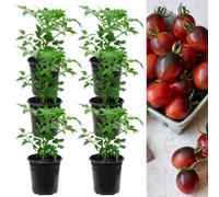 Carbeth Plants Tomato Plant Black Moon 6 X 9Cm Pots - Growing Tomato Plants Perfect For Beginners - Easy To Grow Variety For Home Planting