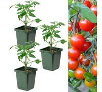 Carbeth Plants Tomato Plant Cherry Falls 3 X 9Cm Pots - Growing Tomato Plants Perfect For Beginners - Easy To Grow Variety For Home Planting