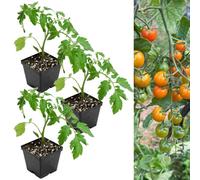 Carbeth Plants Tomato Plant Sungold Supersweet 3 X 9Cm Pots - Growing Tomato Plants Perfect For Beginners - Easy Grow Variety For Home Planting