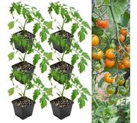 Carbeth Plants Tomato Plant Sungold Supersweet 6 X 9Cm Pots - Growing Tomato Plants Perfect For Beginners - Easy Grow Variety For Home Planting