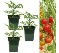 Carbeth Plants Tomato Plant Sweet Apertif 3 X 9Cm Pots - Growing Tomato Plants Perfect For Beginners - Easy To Grow Variety For Home Planting