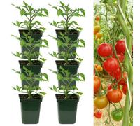 Carbeth Plants Tomato Plant Sweet Apertif 6 X 9Cm Pots - Growing Tomato Plants Perfect For Beginners - Easy To Grow Variety For Home Planting