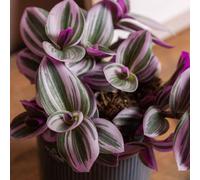 Carbeth Plants Tradescantia Nanouk - Fantasy Venice In 12Cm Pot - Colourful And Low Maintenance