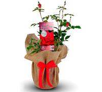Carbeth Plants Valentine's Red Rose Plant - Rose Bush Gift Wrapped