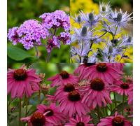 Carbeth Plants Verbena Bonariensis, Eryngium Blue Star & Echinacea The King 3 X Bare Root Mix