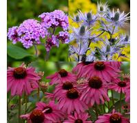 Carbeth Plants Verbena Bonariensis, Eryngium Blue Star & Echinacea The King 6 X Bare Root Mix