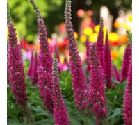 Carbeth Plants Veronica Spicata Red Fox 2 X 9Cm Pot - Hardy Perennial Spiked Speedwell Plants