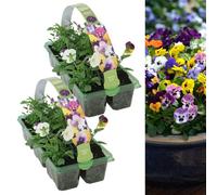 Carbeth Plants Viola Plants Mixed 12 Pack - Colourful Mixed Flowers - Annual Bedding Plants - Ideal For Pots, Containers And Beds In Uk Gardens