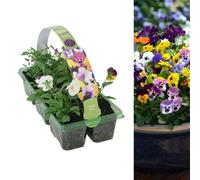 Carbeth Plants Viola Plants Mixed 6 Pack - Colourful Mixed Flowers - Annual Bedding Plants - Ideal For Pots, Containers And Beds In Uk Gardens