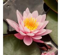 Carbeth Plants Water Lily - Nymphaea 'fabolia' - Aquatic Marginal Pond Plant In 11Cm Pot - Long Flower Season - Ready To Plant