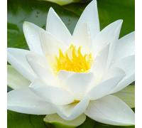 Carbeth Plants Water Lily - Nymphaea 'gladstoniana' - Aquatic Marginal Pond Plant In 11Cm Pot - Large White Flower - Ready To Plant
