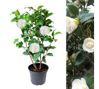 Carbeth Plants White Camellia Japonica Plant In 3L Pot - Spring Flowering Evergreen Shrub Ready To Plant - Ideal For Borders, Beds & Patio Pots