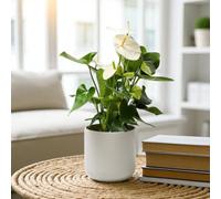 Carbeth Plants White Flamingo Flower 'anthurium Andreanum' In 12Cm Pot - Elegant Indoor Houseplant