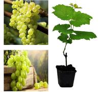 Carbeth Plants White Grape Vine - Vitis Grape Plant Madeleine Sylvaner - High Yielding Vitis Grape - Uk Climates