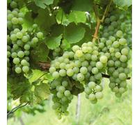 Carbeth Plants White Grape Vine - Vitis Grape Plant Phoenix - High Yielding Fruit Plant - Dessert Grape For Juicing Or Wine