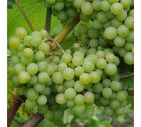 Carbeth Plants White Grape Vine - Vitis Grape Plant Theresa - High Yielding Vitis Grape - Produce For Wine And Juicing