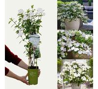 Carbeth Plants White Hydrangea Runaway Bride - 80-100Cm In Height - In 3 Litre Pot