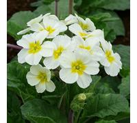 Carbeth Plants White Primrose 18 Pack Bedding Plants - Colourful Hardy Perennial Flowers