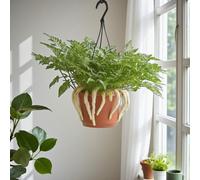 Carbeth Plants White Rabbit Foot Fern In 18Cm Hanging Pot - Unique Foliage Indoor Houseplant
