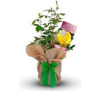 Carbeth Plants Wood Wedding Rose - 5Th Anniversary Rose Bush - Gift Wrapped Wood Anniversary Rose