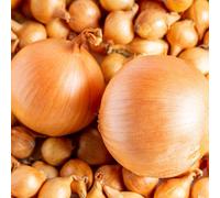 Carbeth Plants Yellow Onion Sets Centurion 250G - Easy To Grow Autumn Planting Hardy Uk Vegetable Bulbs