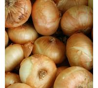 Carbeth Plants Yellow Onion Sets Radar 500G - Easy To Grow Autumn Planting Vegetable Bulbs Plant Now