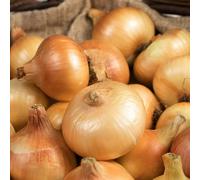 Carbeth Plants Yellow Onion Sets Stuttgarter Giant 500G - Planting Now Easy To Grow Vegetables Bulbs