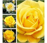 Carbeth Plants Yellow Rose Bush In A 3Litre Pot - Gorgeous British Grown Yellow Rose Bush For The Garden