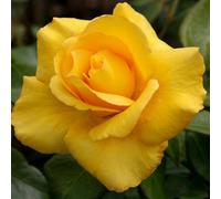 Carbeth Plants Yellow Rose Bush - Smiley Face