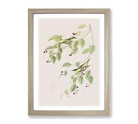 Carbonated Warbler Birds By John James Audubon Vintage Framed Print | A3 Oak Framed Wall Art | Ready to Hang | Classic Nature Picture | Living Room Bedroom Lounge Office