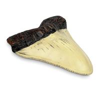 Carcharodon Megalodon Giant Shark Tooth with Serrations,Suitable for Museums, Schools, Home Collections(5.5inch White)