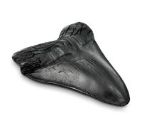 Carcharodon Megalodon Giant Shark Tooth with Serrations,Suitable for Museums, Schools, Home Collections (5.5 inch, Black)