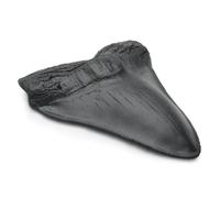 Carcharodon Megalodon Giant Shark Tooth with Serrations,Suitable for Museums, Schools, Home Collections (5.5 inch, Black)