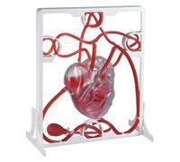 Cardiac Blood Circulation Model Anatomical Model,Biological Science Experiment For Teachers Education, Teaching Human ,Body Model,For Medical Education Student